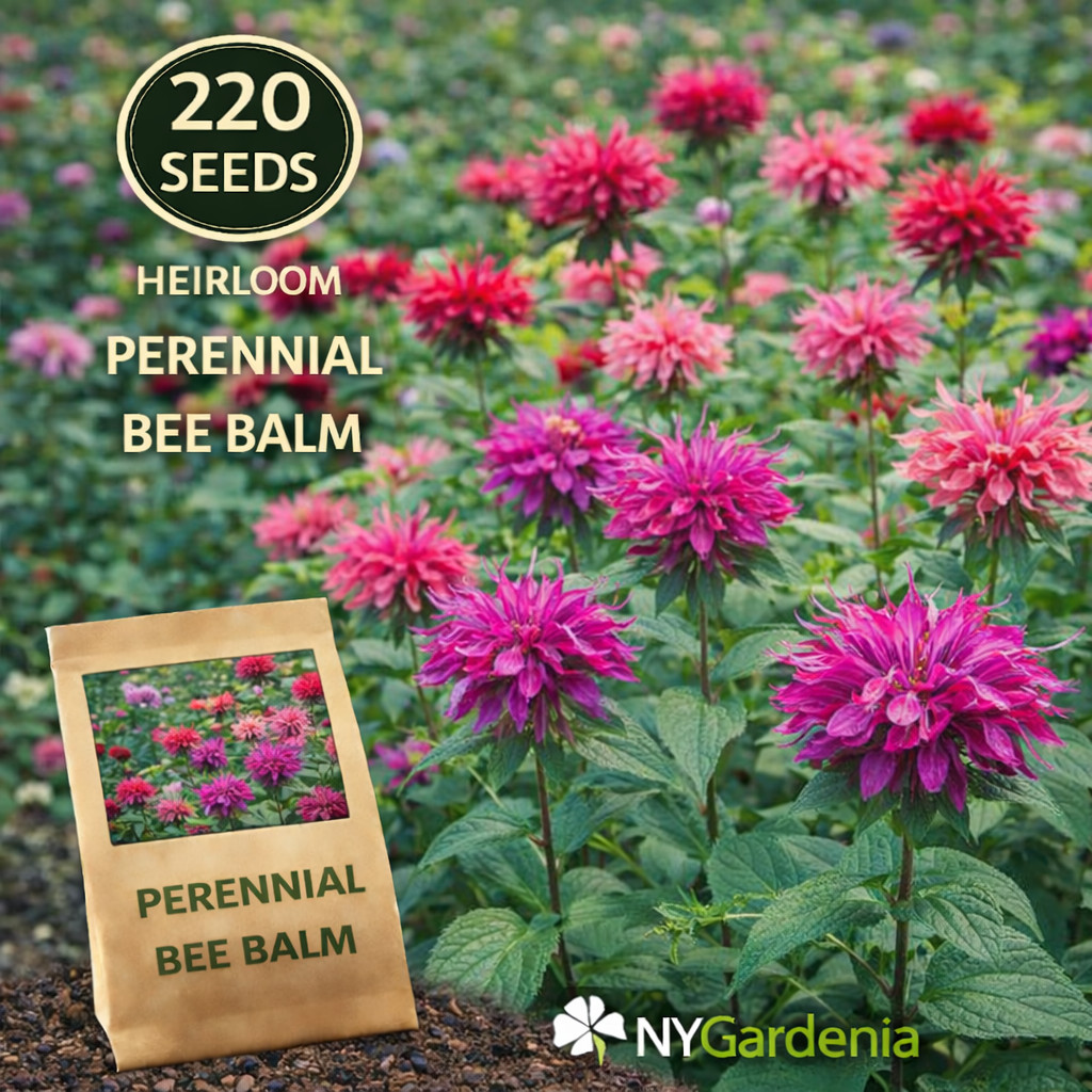 220 Bee Balm Seeds Perennial Monarda Heirloom Flower Garden Easy Grow