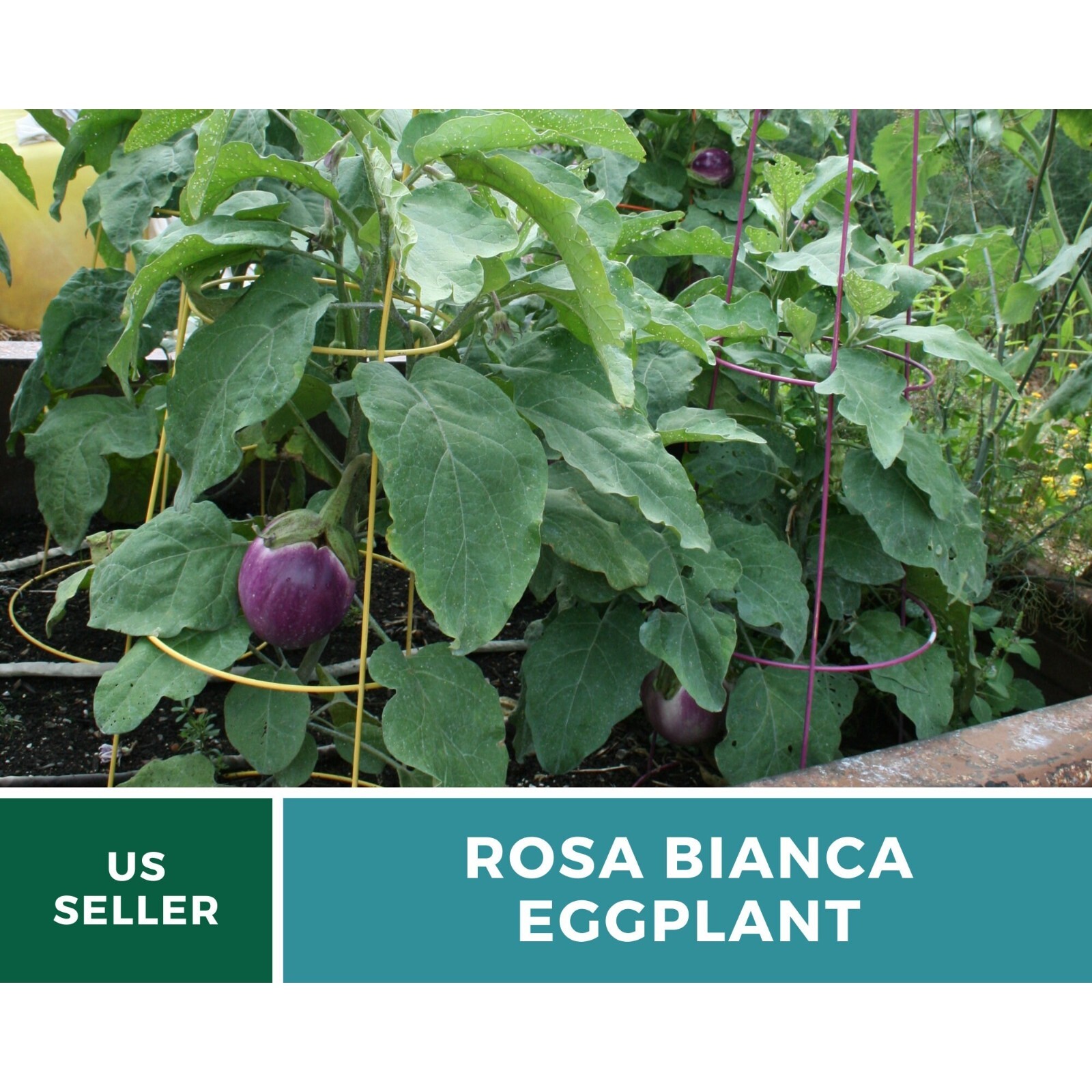 Eggplant, Rosa Bianca – 50 Seeds – Heirloom Seeds – Open Pollinated – Non-GMO (S