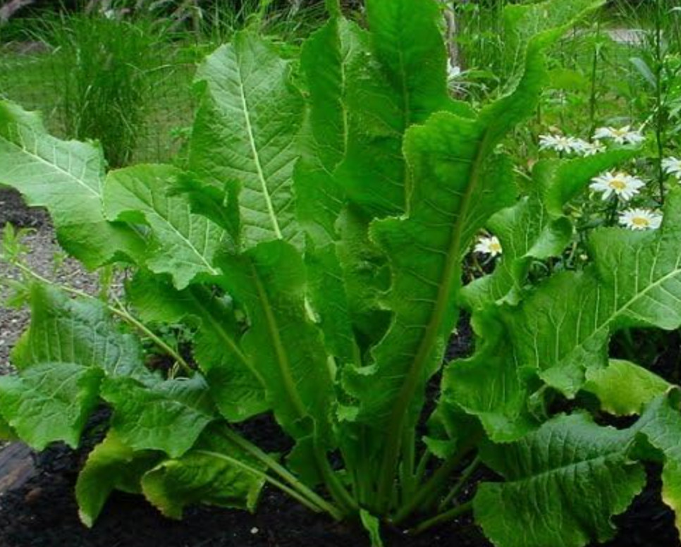 5 Fresh ORGANIC Horseradish Roots – Ready to Plant! | Heirloom, Non-GMO, Spicy!