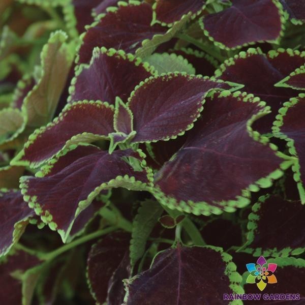 25+ Premium Sun Chocolate Mint Coleus Seeds for Garden – USA – FREE SHIPPING!