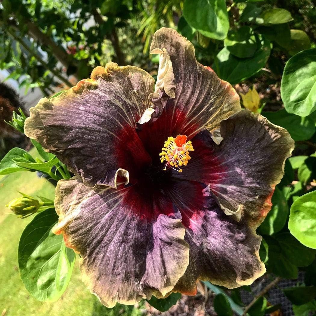 Beautiful Black Pink Purple Hibiscus Seeds – 20 Count for Culinary Gardens