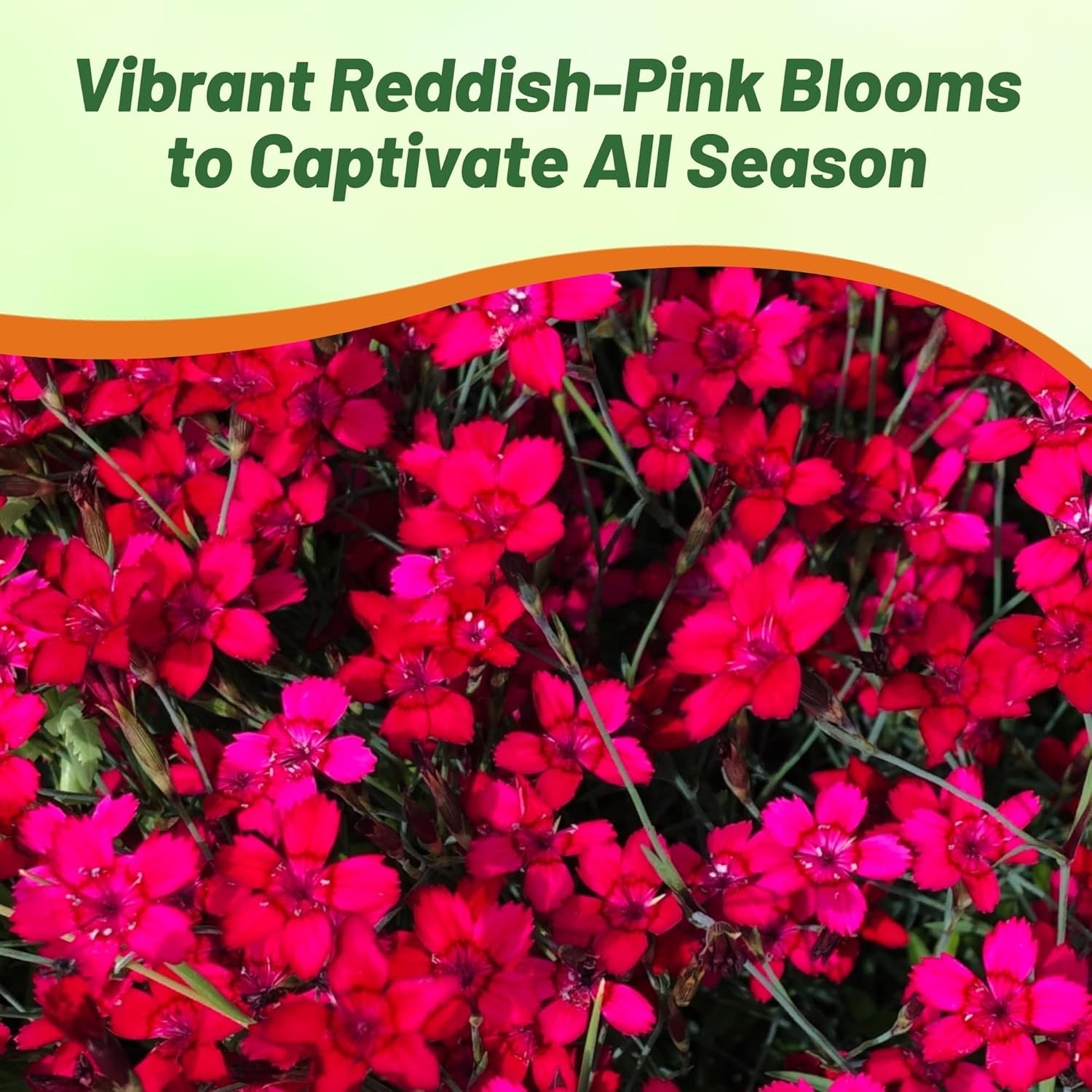 5000 Seeds Dianthus Deltoides Maiden Pinks Drought Resistant Flower Seed