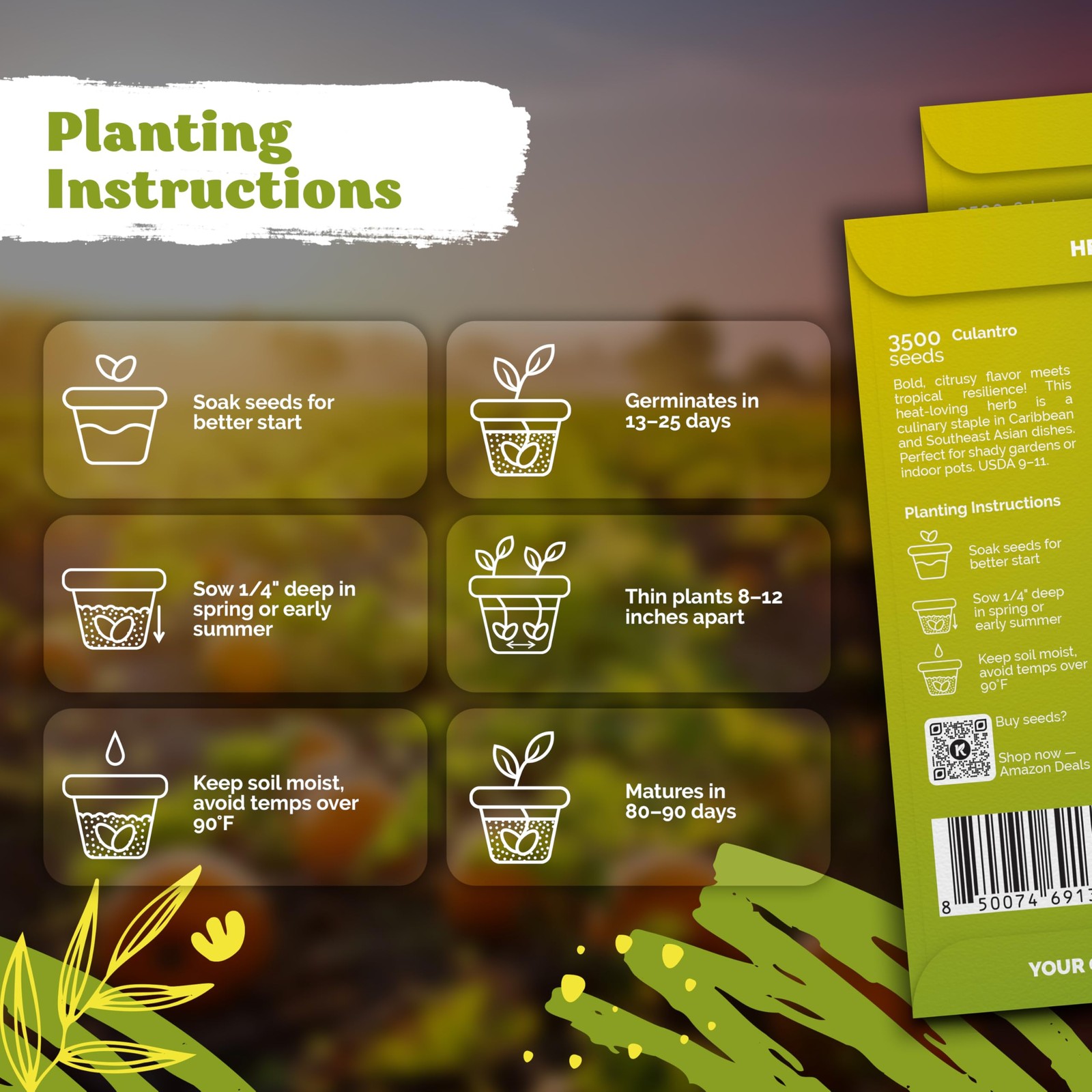 KVITER 3500 Culantro Seeds for Planting (Eryngium Foetidum)