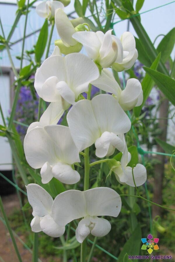 50+ Lathyrus latifolius White Pearl Perennial Sweet Pea Seeds – FREE SHIPPING!