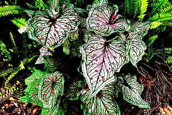 4 Bulbs Spicy Lizard caladium from Florida Plantation