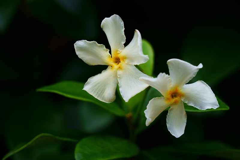 Asiatic Jasmine~Trachelospermum asiaticum~Small Rooted STARTER Plant~Fragrant