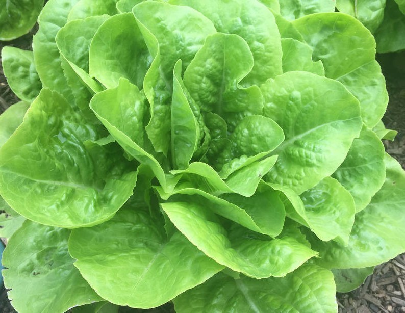 1g- Lettuce Seeds 900+ – Fresh Harvest of Premium- Buttercrunch Butterhead- B 16
