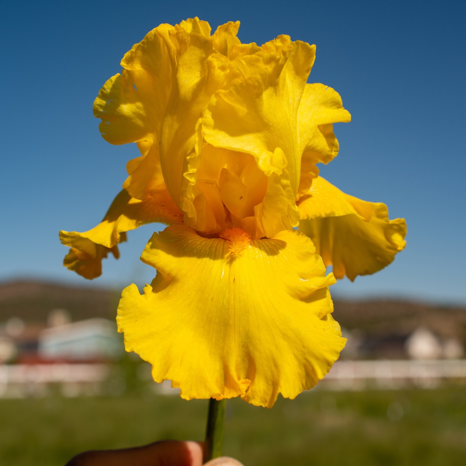 **THROB** Tall Bearded Iris. Pre-Order, Combined Shipping: Jul – Sep