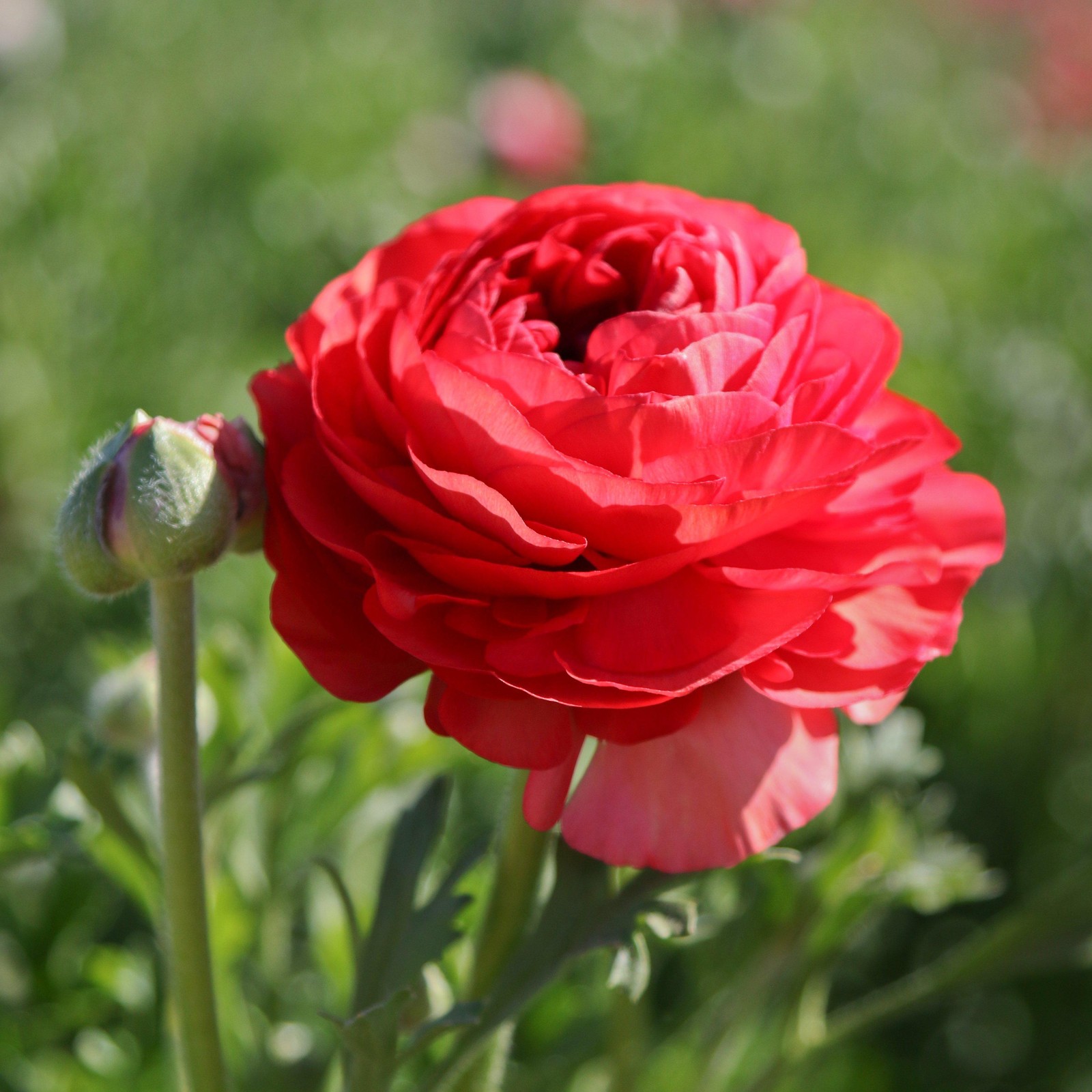 Easy to Grow Ranunculus Buttercup Rose 10 Plant Bulbs, Spring Flowers