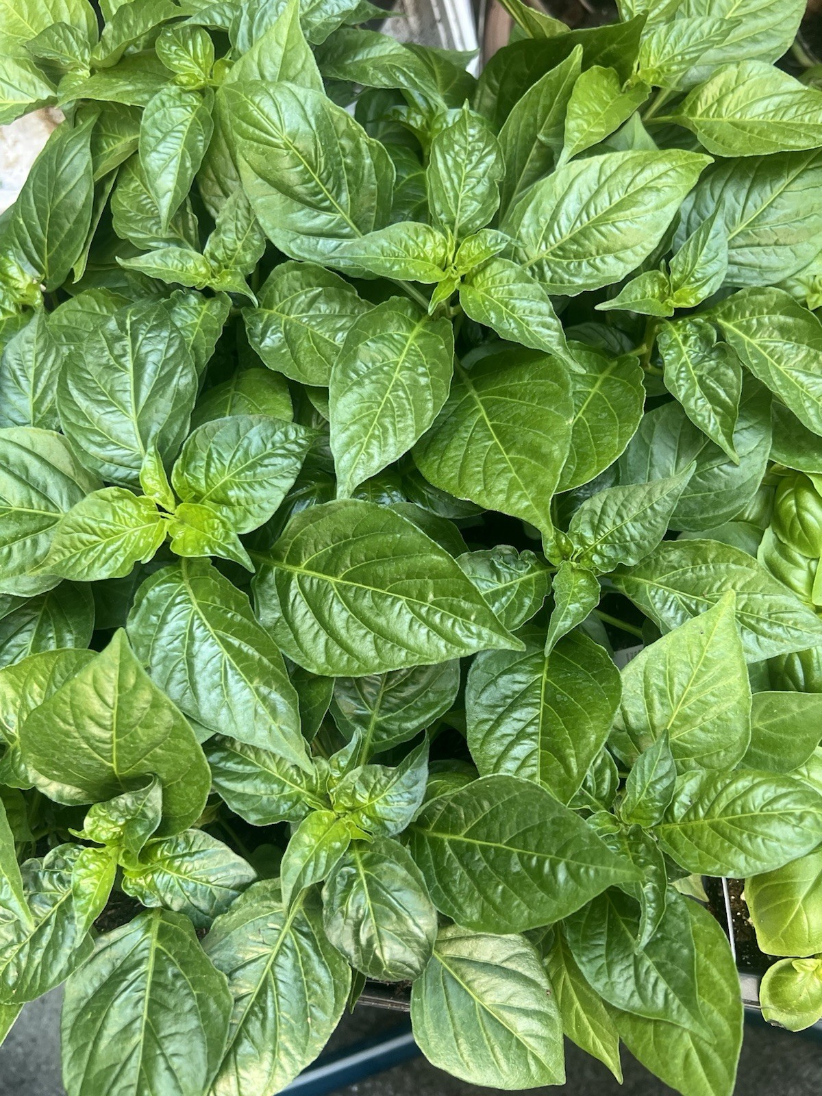 2 Extremely Hot Wiri Wiri Pepper Plants 225,000 SH