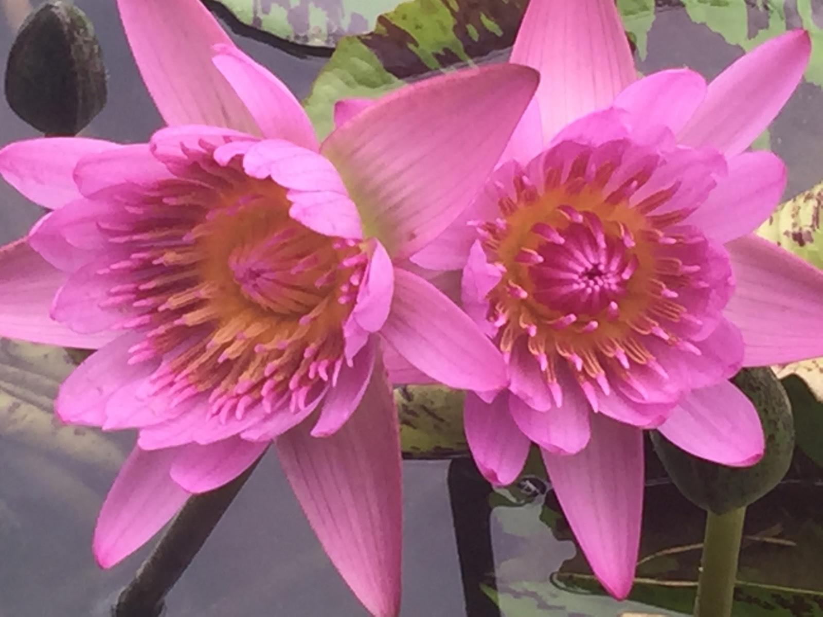 Fancy matured perennial water lilies for $45, yellow