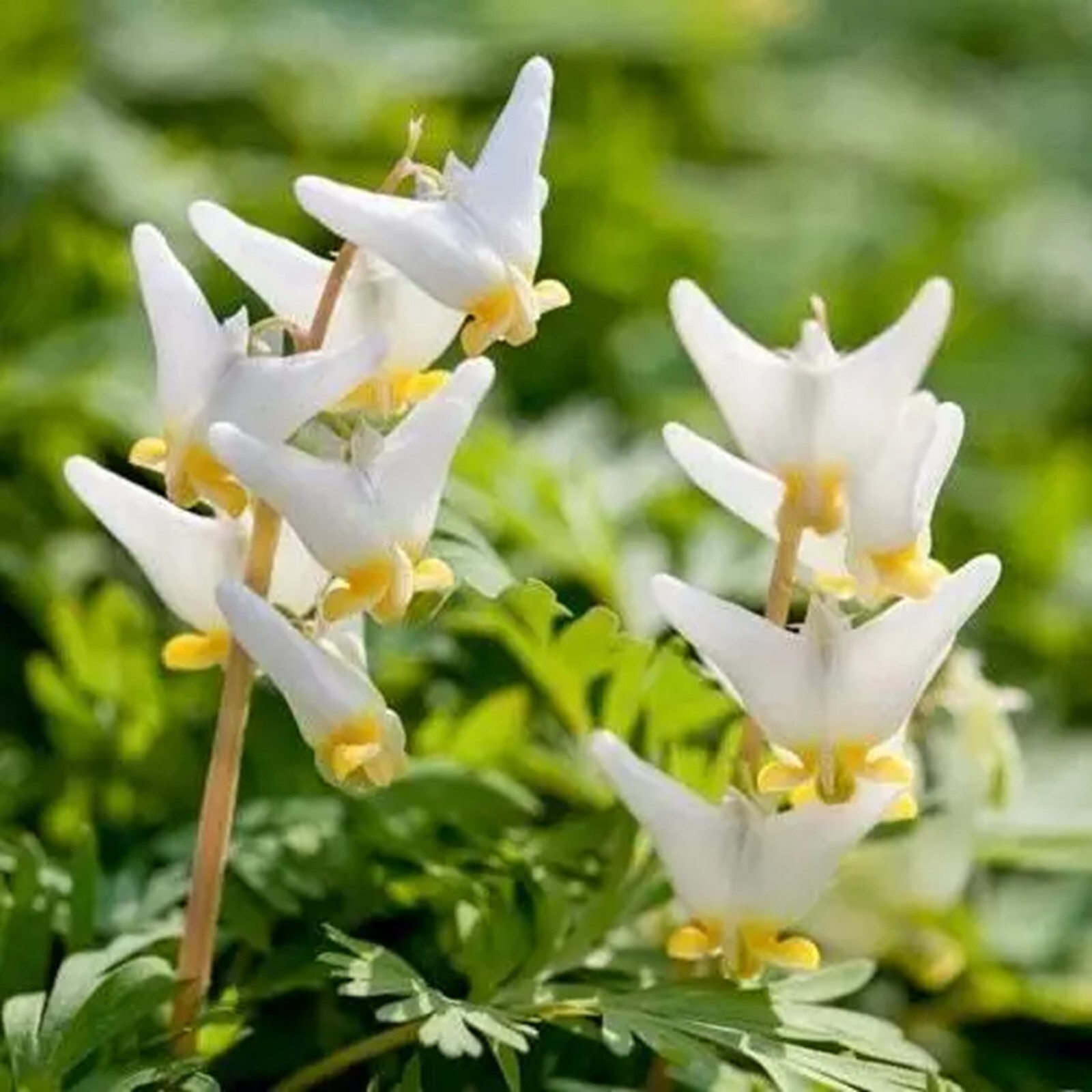 25 Dutchmans Bleeding Heart Seeds Dicentra Spectabilis Flowers US SELLER