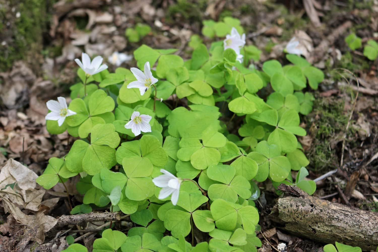 10000+ White Irish Moss Seeds for Planting, Non-Gmo Moss Ground Cover Plant Cree