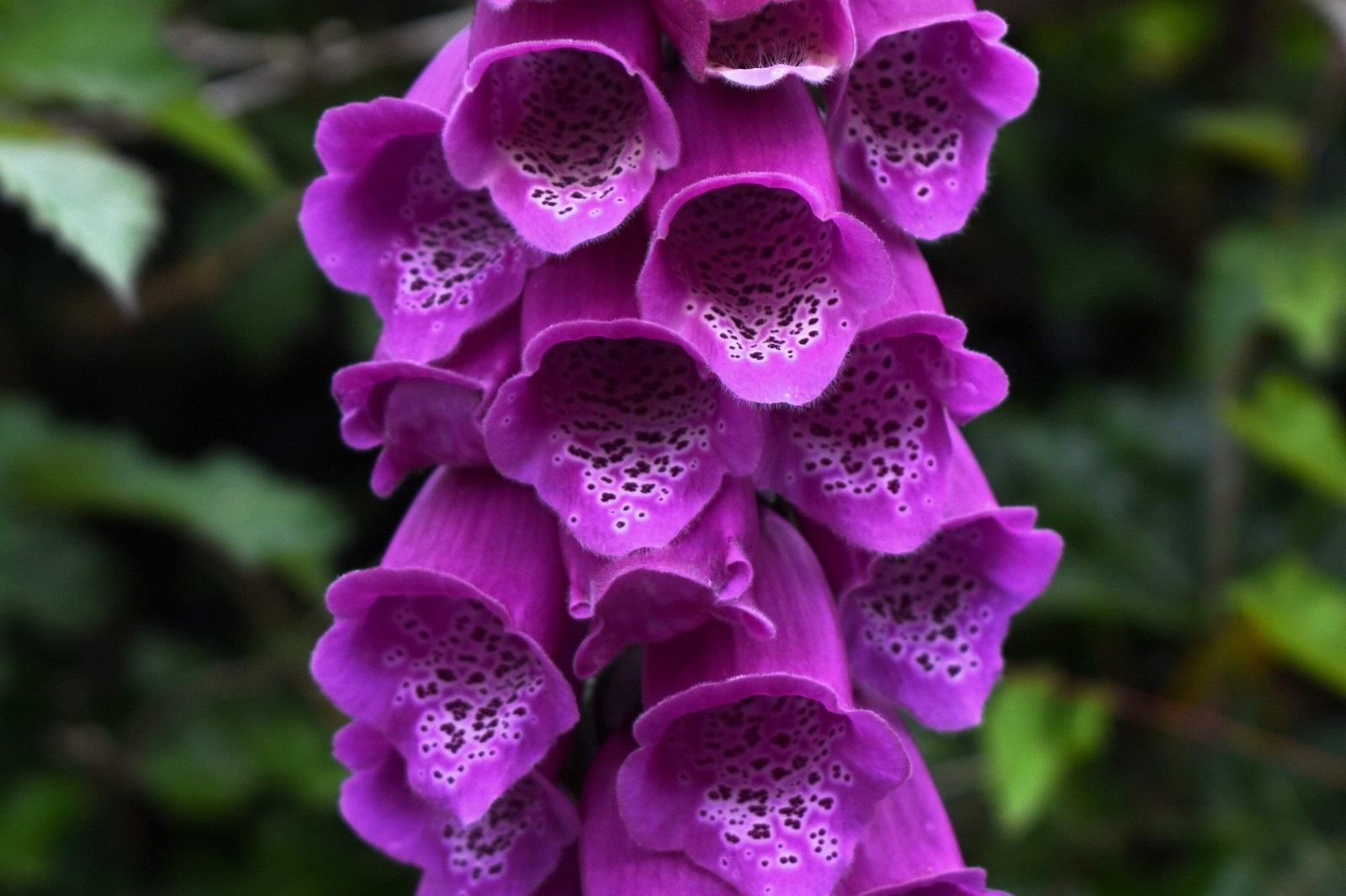 1000 PURPLE FOXGLOVE Digitalis Purpurea Flower Seeds