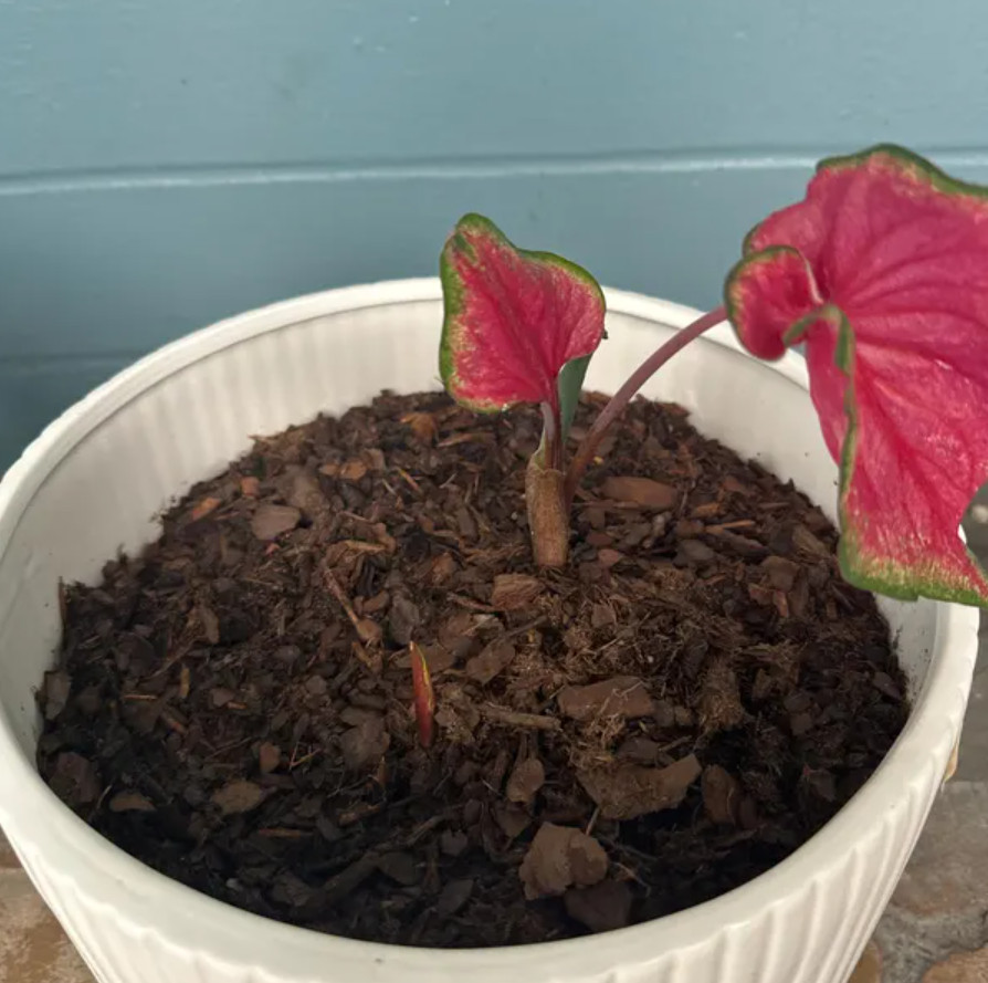 Caladium ‘Passionista’ – Size #2 Bulbs (16 Bulbs, 1 to 1.5 inches)