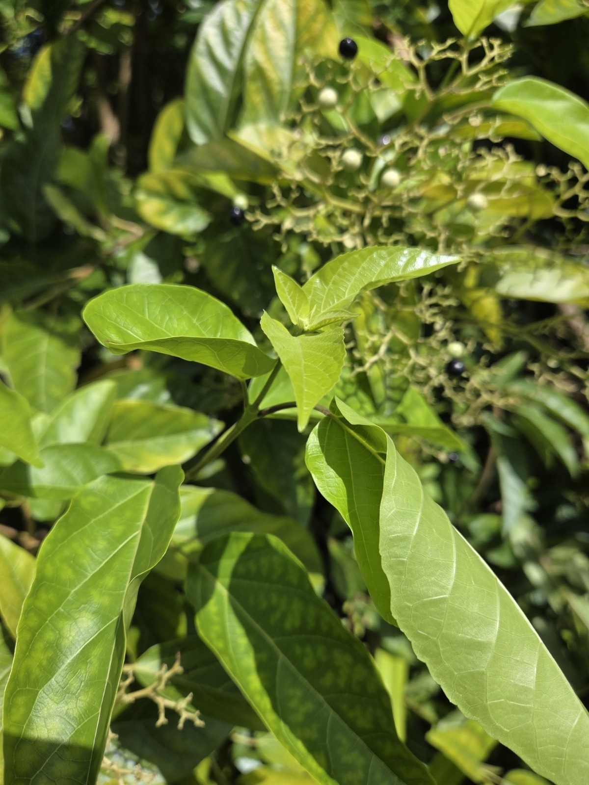 30 seeds of La Cach, cay vong cach,Premna serratifolia L. – harvest Aug-Sept2025