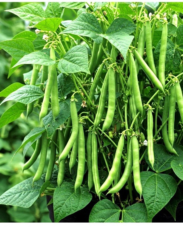 100+ BLUE LAKE POLE BEAN SEEDS 🫘 STRINGLESS SNAP | HEIRLOOM NON-GMO | FREE SHIP
