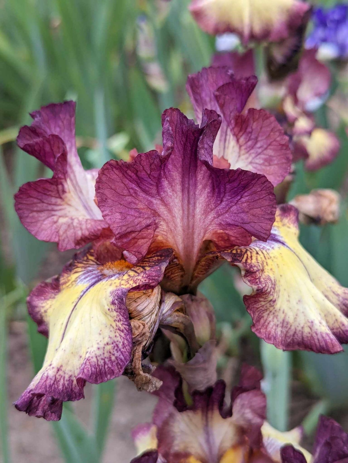 ‘Innocent Star’ TB Bearded Iris Rhizome PRE-SALE to Ship Aug/Sept