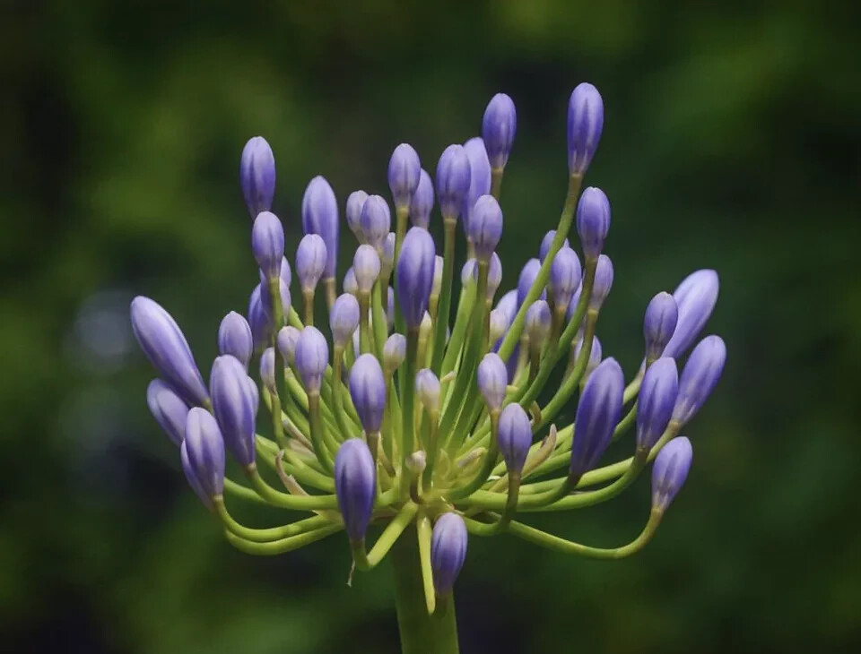 50 Seeds Lily of the Nile Blue Agapanthus African Lily