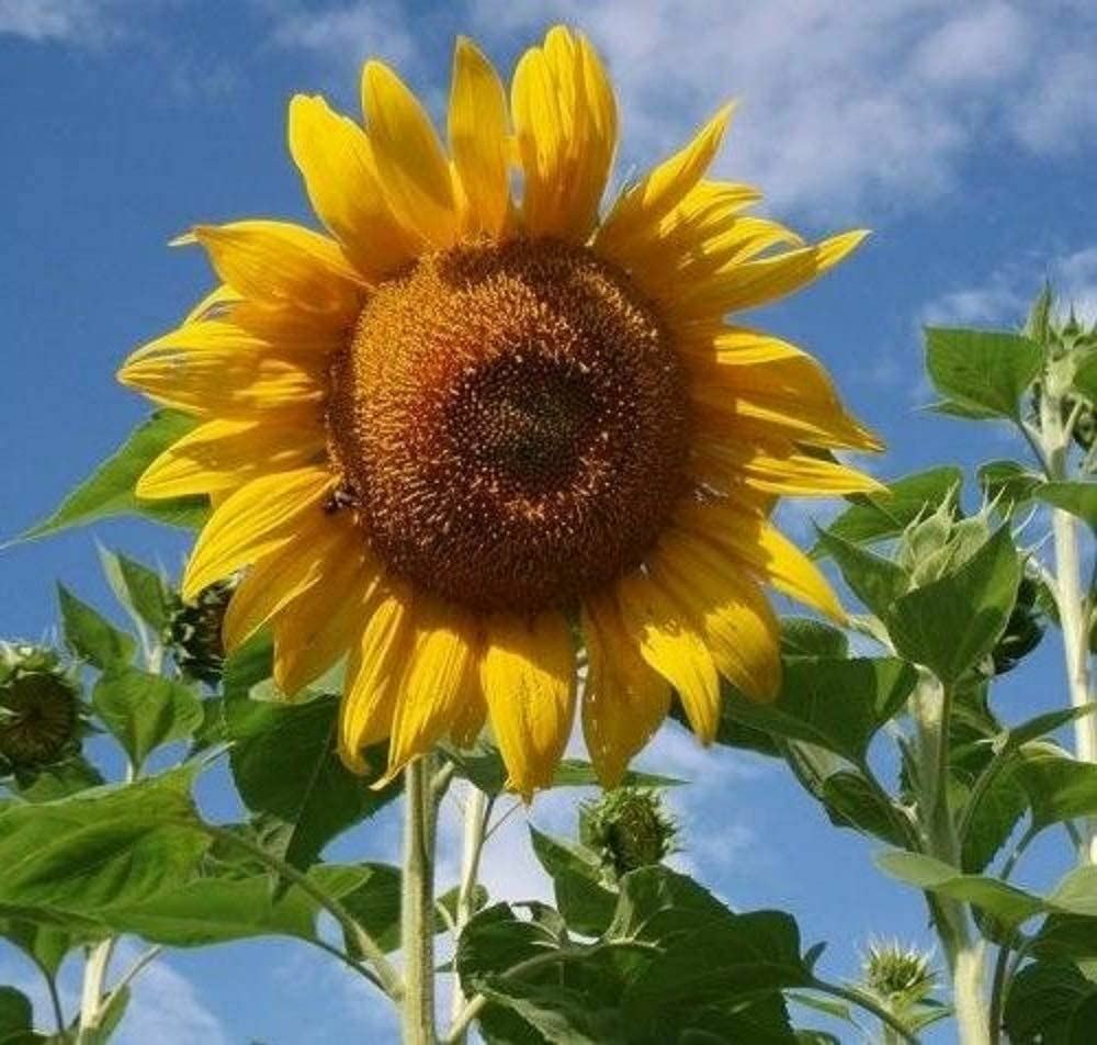 Sunflower Flower Seeds, Mammoth Grey Stripe “COOL BEANS N SPROUTS” Brand