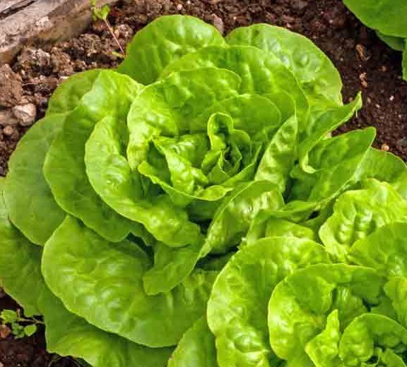 1g- Lettuce Seeds 900+ – Fresh Harvest of Premium- Buttercrunch Butterhead- B 16