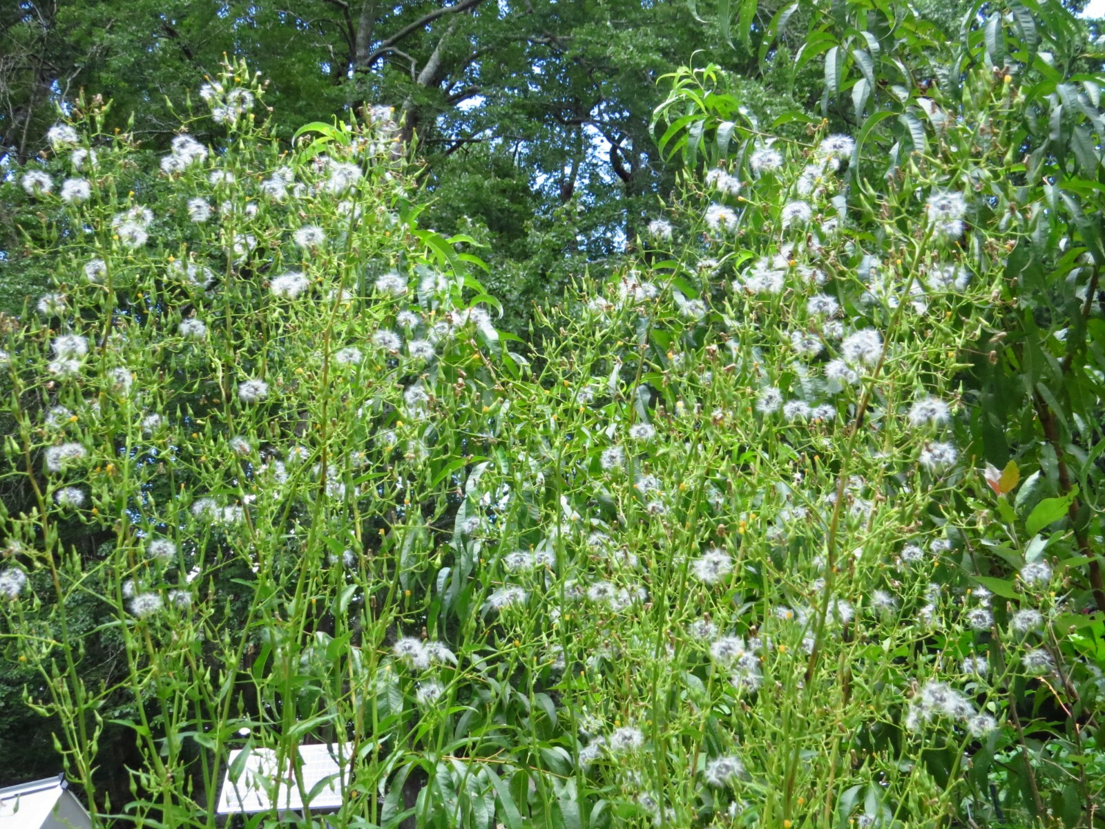 100 Wild/Opium Lettuce Seeds(LactucaVirosa)Medicinal Edible Plant.US grown seeds