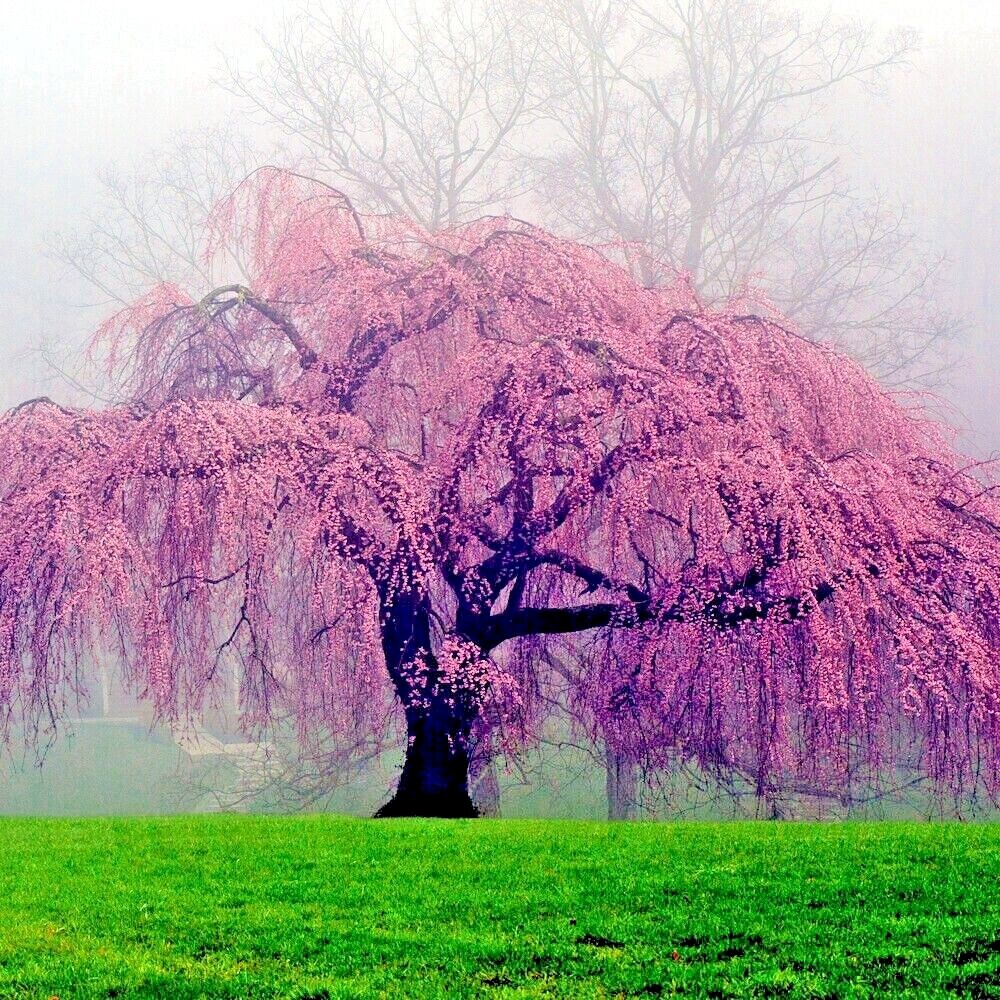 Japanese “WEEPING SAKURA” Cherry Blossom Flower Tree Seeds (pendula) Fast Hardy