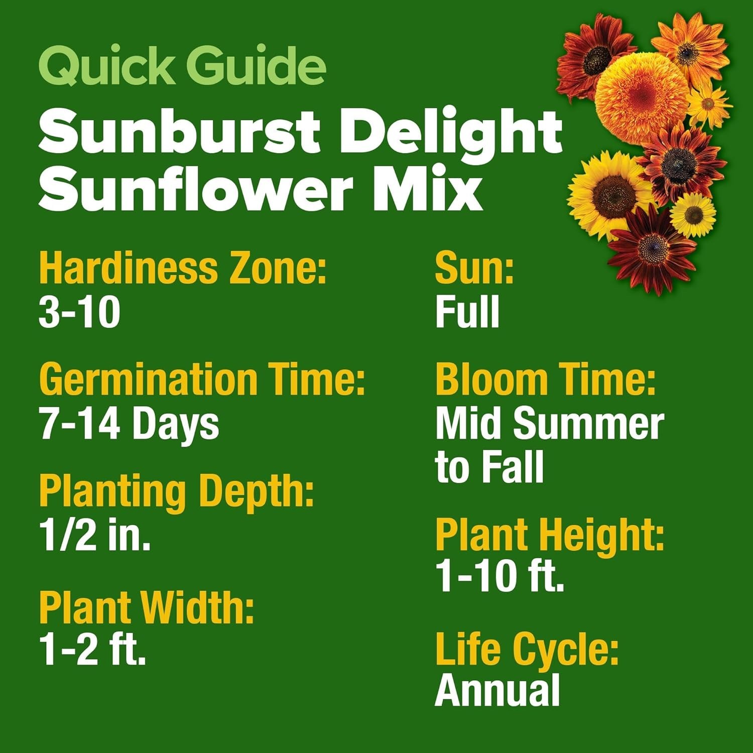 Multi Color Sunflower Seeds Mix Pack 1500 Plus Perfect for Eco Friendly Gardens