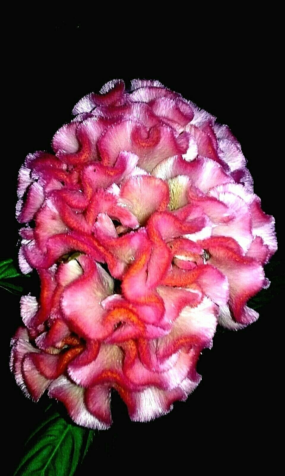Pink with Orange Tips Brain Celosia Seeds Comb. S/H