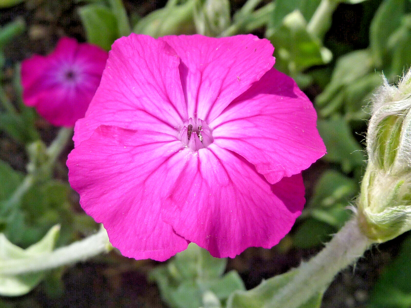 ROSE CAMPION 200 SEEDS, MAGENTA FLOWERS, FUZZY WHITE LEAVES, LYCHNIS CORONARIA.
