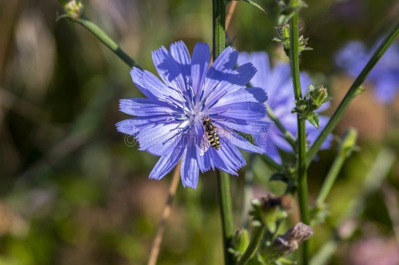 Chicory Flower Seeds Cichorium intybus. FREE SHIPPING!