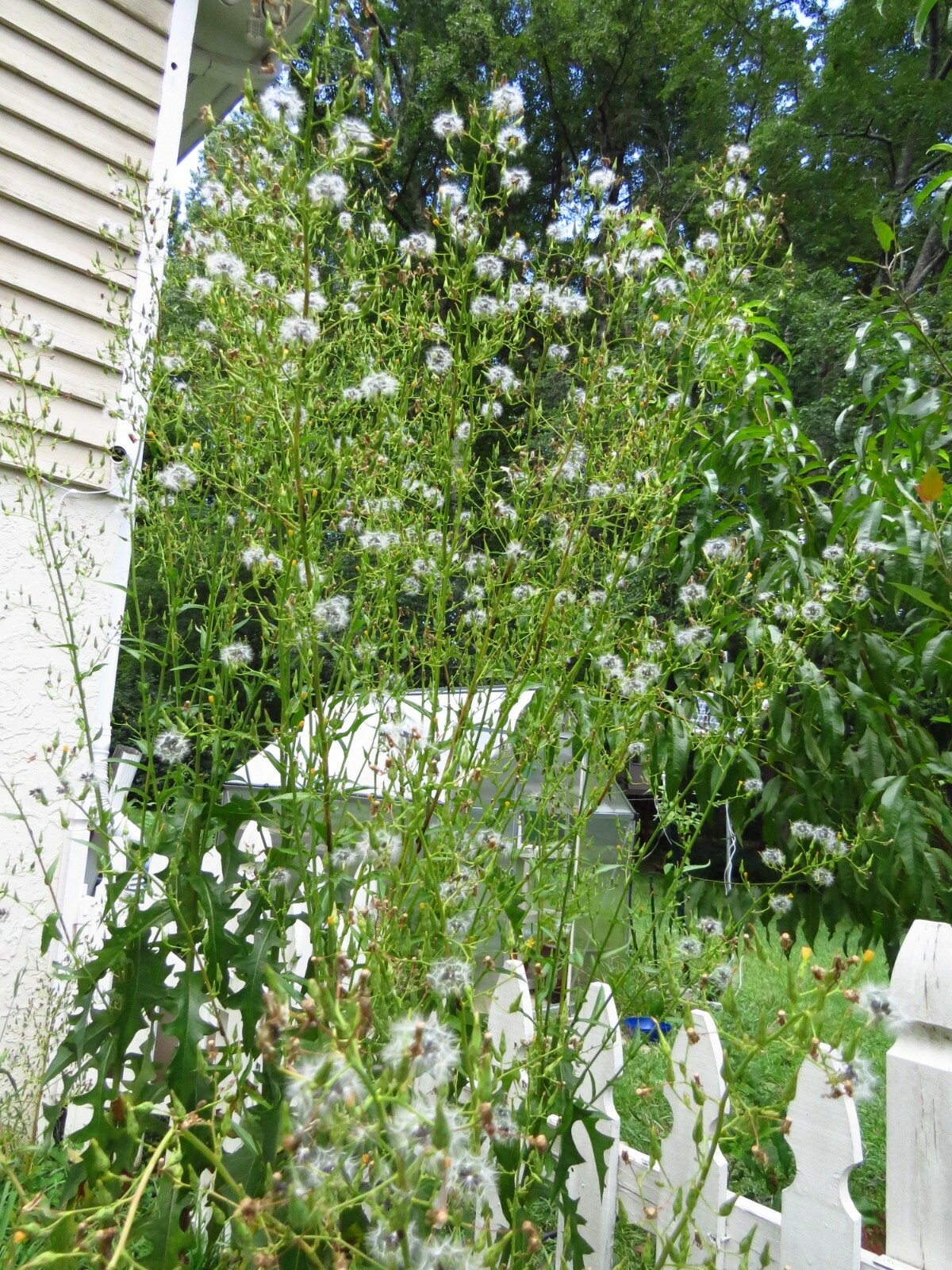100 Wild/Opium Lettuce Seeds(LactucaVirosa)Medicinal Edible Plant.US grown seeds