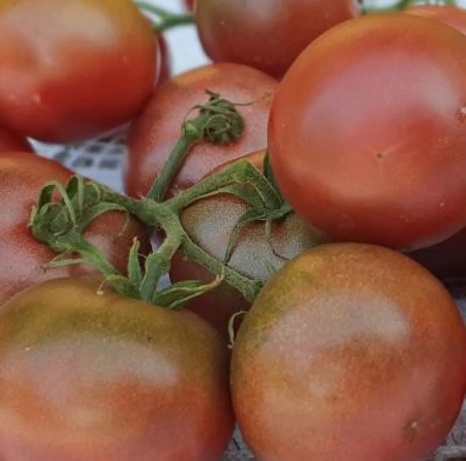 10 seeds Dwarf Velvet Night Tomato Purple cherry ORGANIC Rare Variety DTP