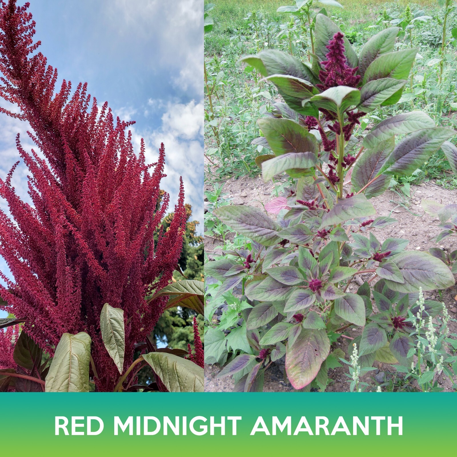 Red Midnight Amaranth Seeds, Amaranthus cruentus