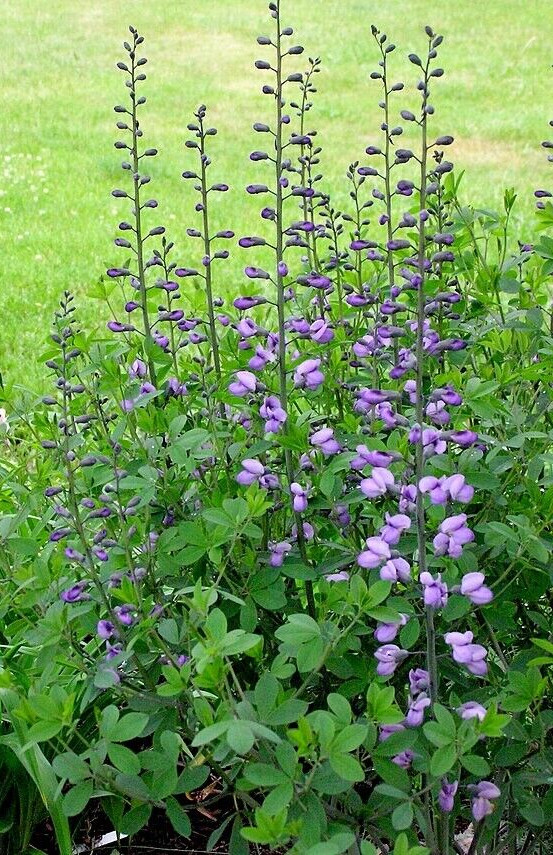 BLUE FALSE INDIGO 50 SEEDS, BAPTISIA AUSTRALIS, SUPER HARDY ZONE 3-10