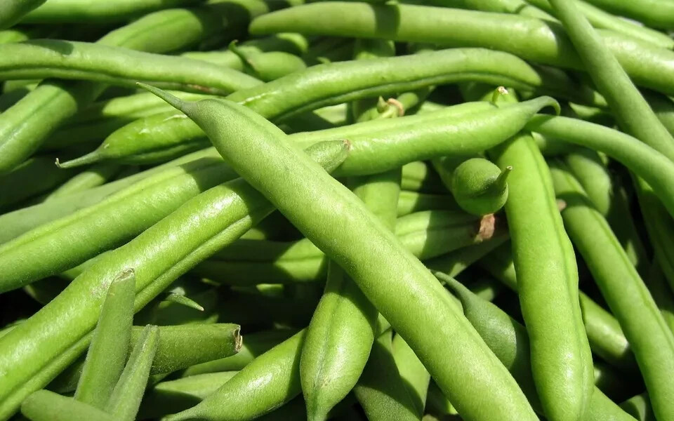 Green Bean Seed: State Half Runner Green Bean Seeds Fresh Seed
