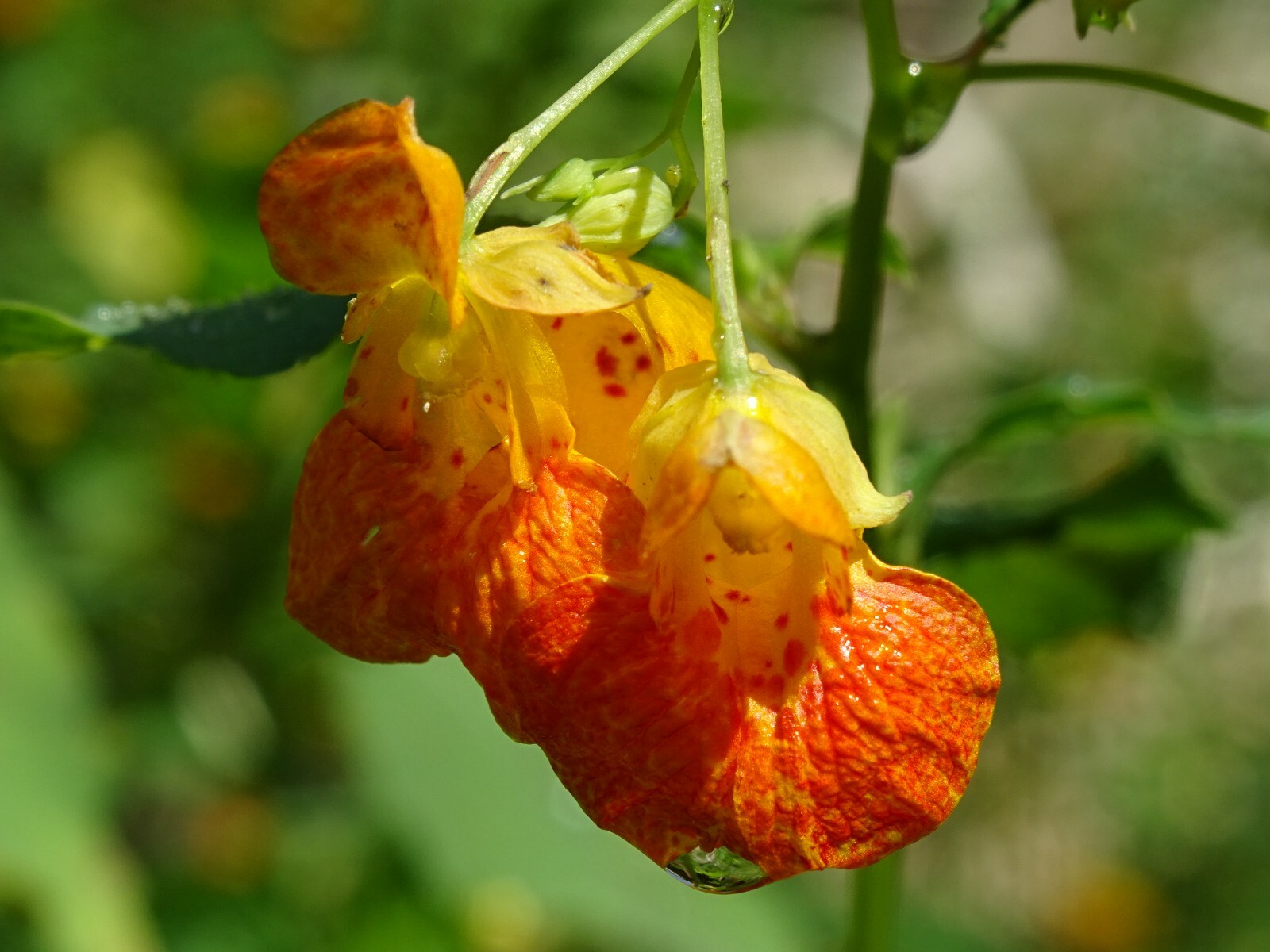 Jewelweed Impatiens Capensis TouchMeNot 40 seeds from 2023 Organic Hummingbirds