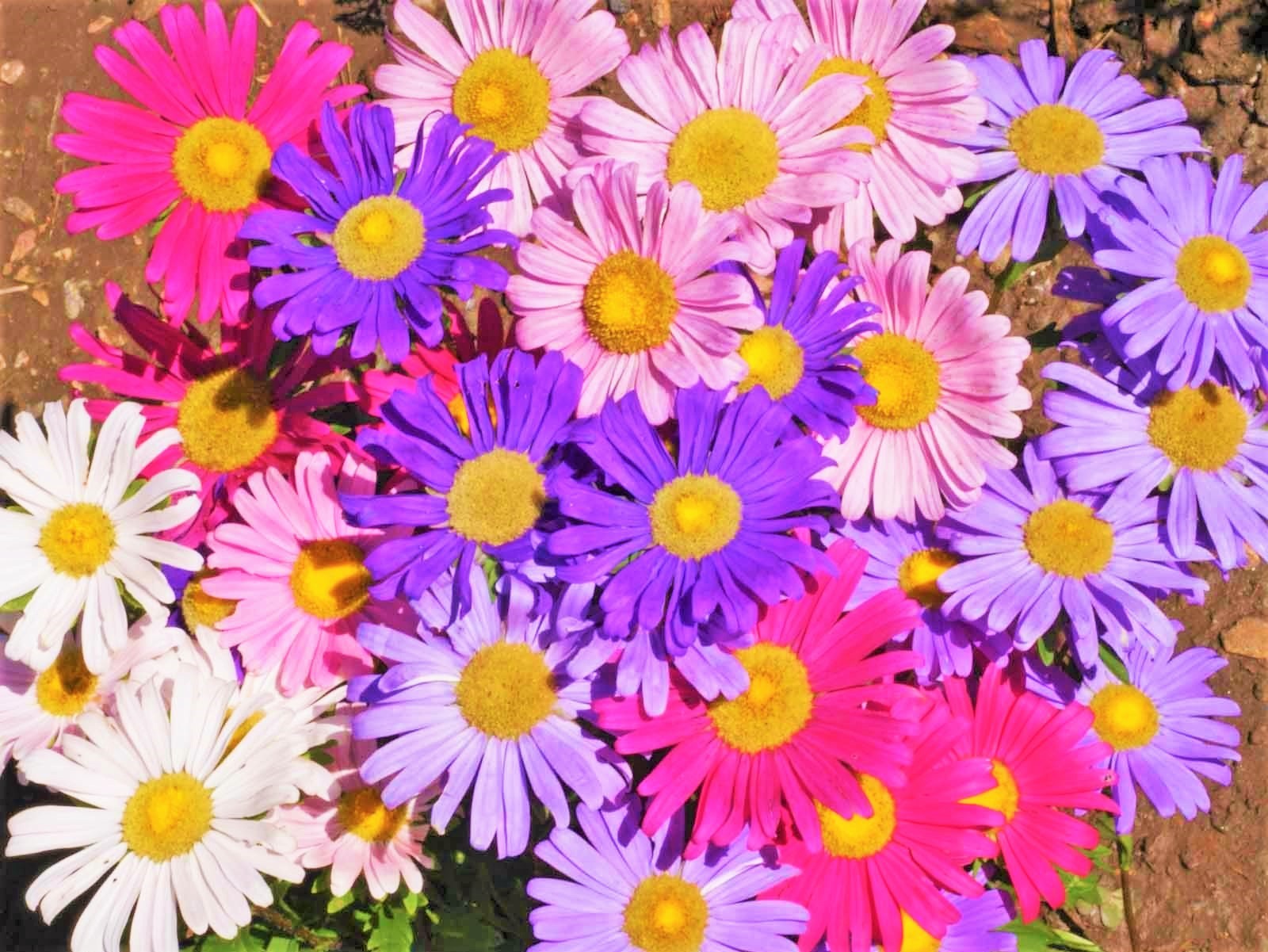 Single Mix China Aster Seeds | Callistephus Chinensis Daisy Cut Flower Seed 2024
