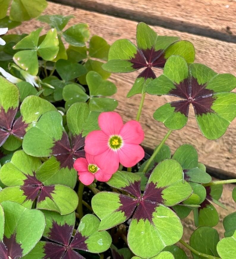 Pack of 15 Gorgeous Iron Cross Shamrock Oxalis Tetraphylla Bulbs