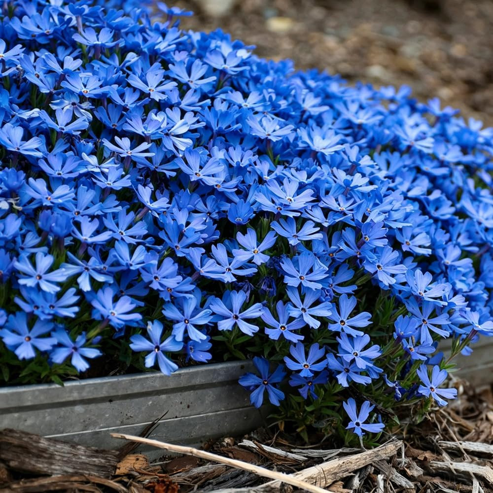 10007+ Creeping Mixed Phlox Seeds for PlantingBright Perennial Creeping Phlox S