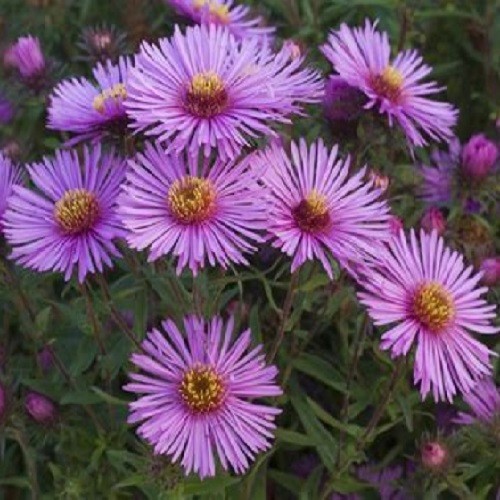 New England Aster Seeds – Symphyotrichum novae-angliae – Heirloom Fall Perennial