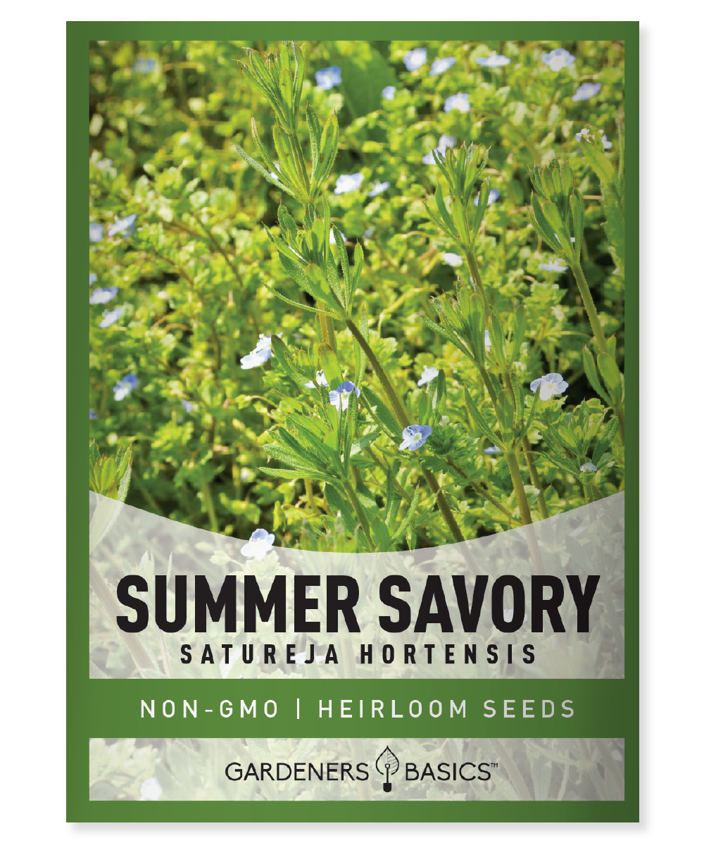 Summer Savory Seeds