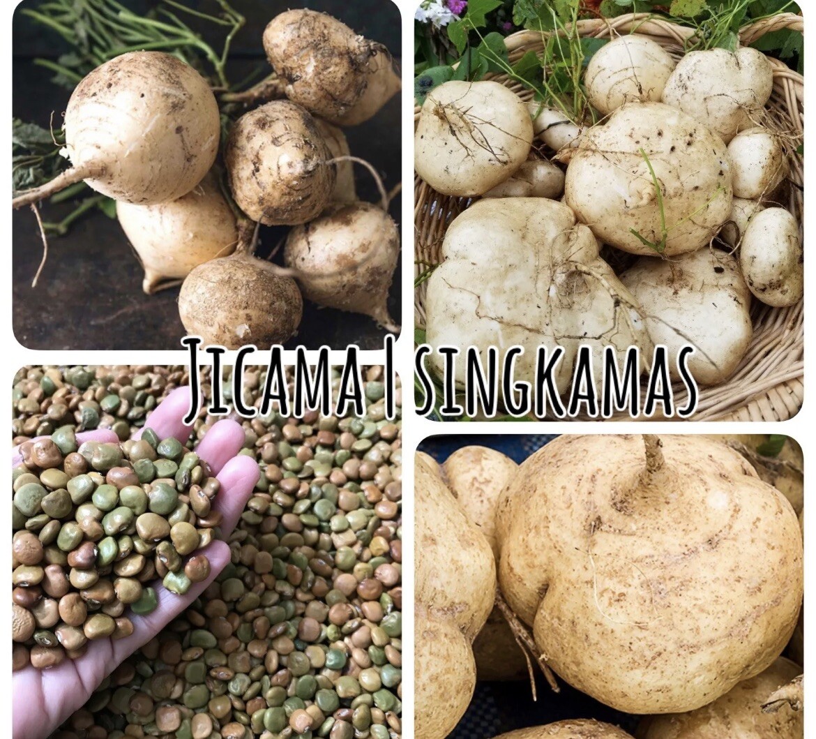200+ SEEDS- Jicama/Singkamas SEEDS for Planting- NON GMO