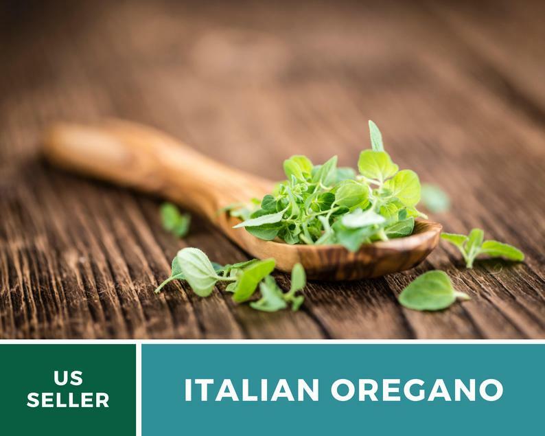 Oregano, Italian – 200 Seeds – Medicinal & Culinary Herb – Heirloom