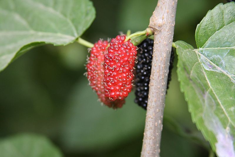 Black Mulberry, Morus nigra, Tree Seeds (Hardy, Edible)