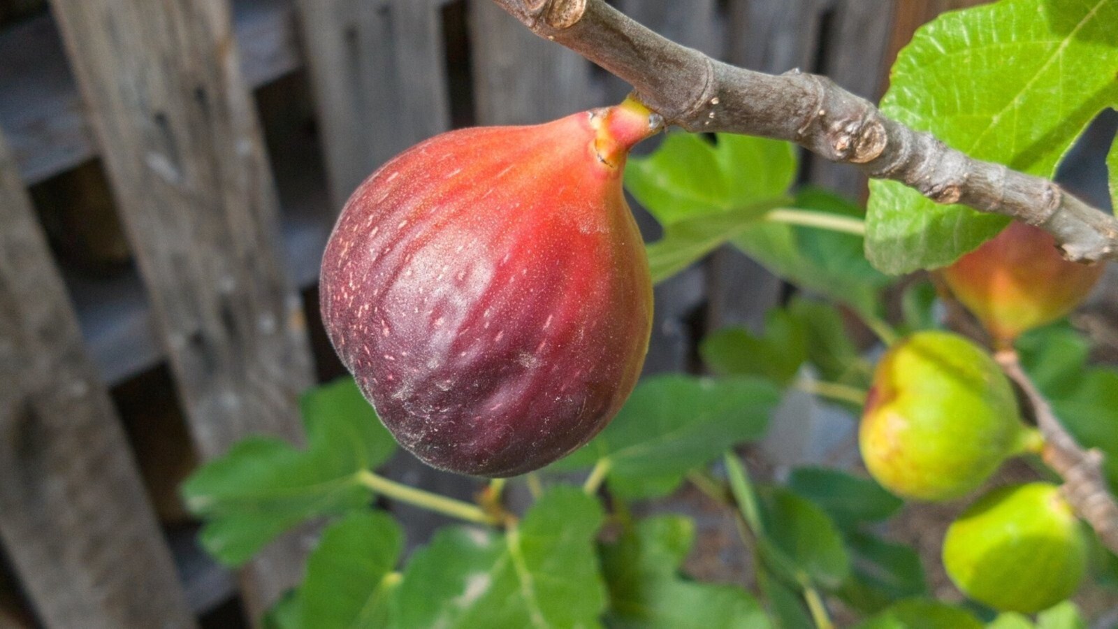 36-48″ tall Brown Turkey Fig Plant – Ficus carica tree