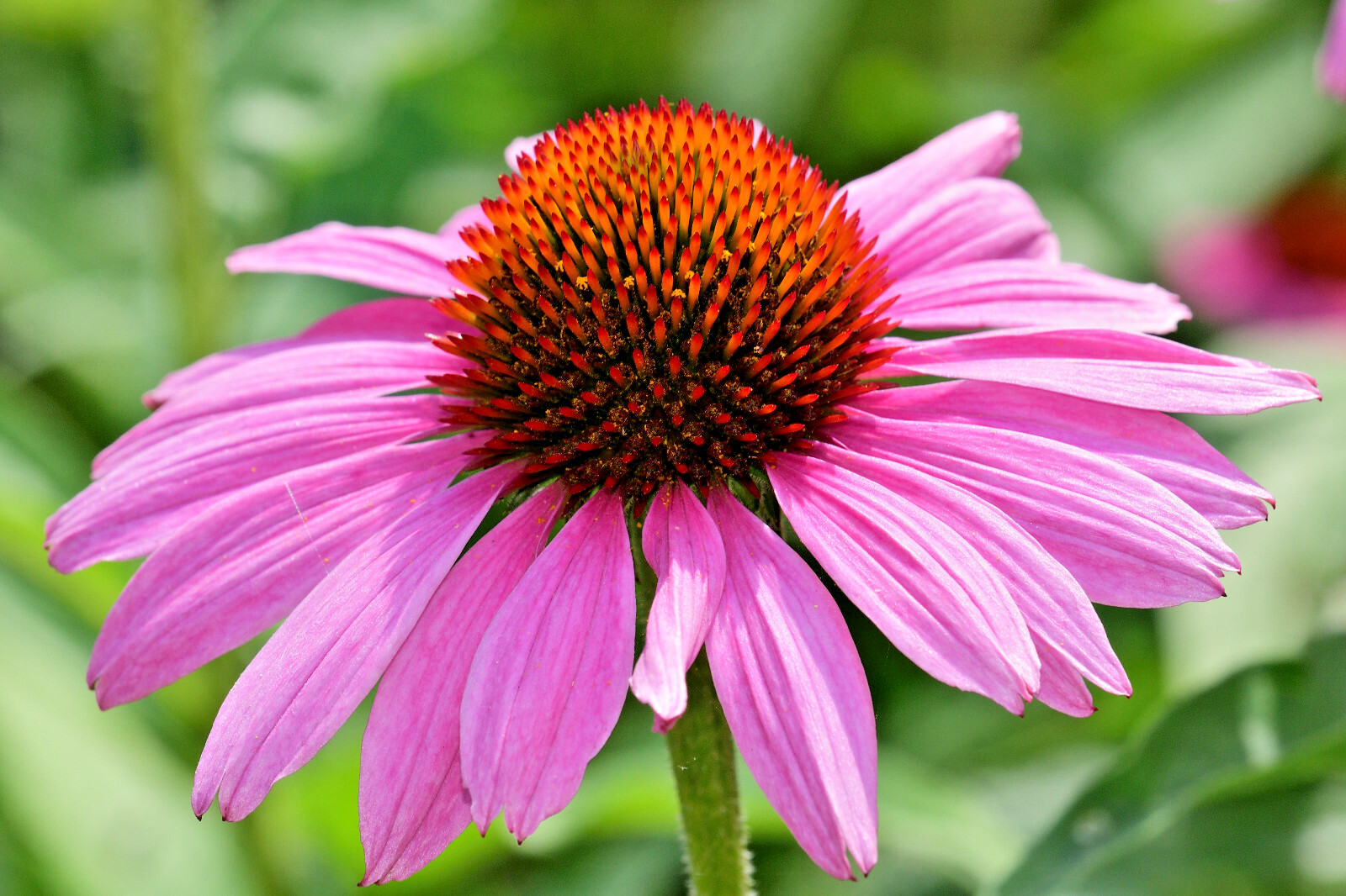 PURPLE ECHINACEA 101 SEEDS, CONEFLOWER, LARGE DAISY-LIKE FLOWERS, EZ TO GROW