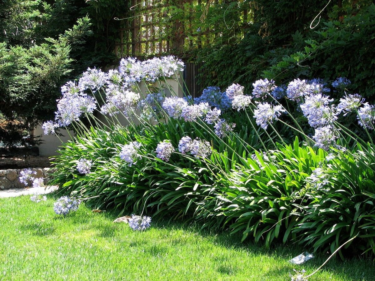 Blue Lily of the Nile Agapanthus Africanus Seeds Free Shipping!