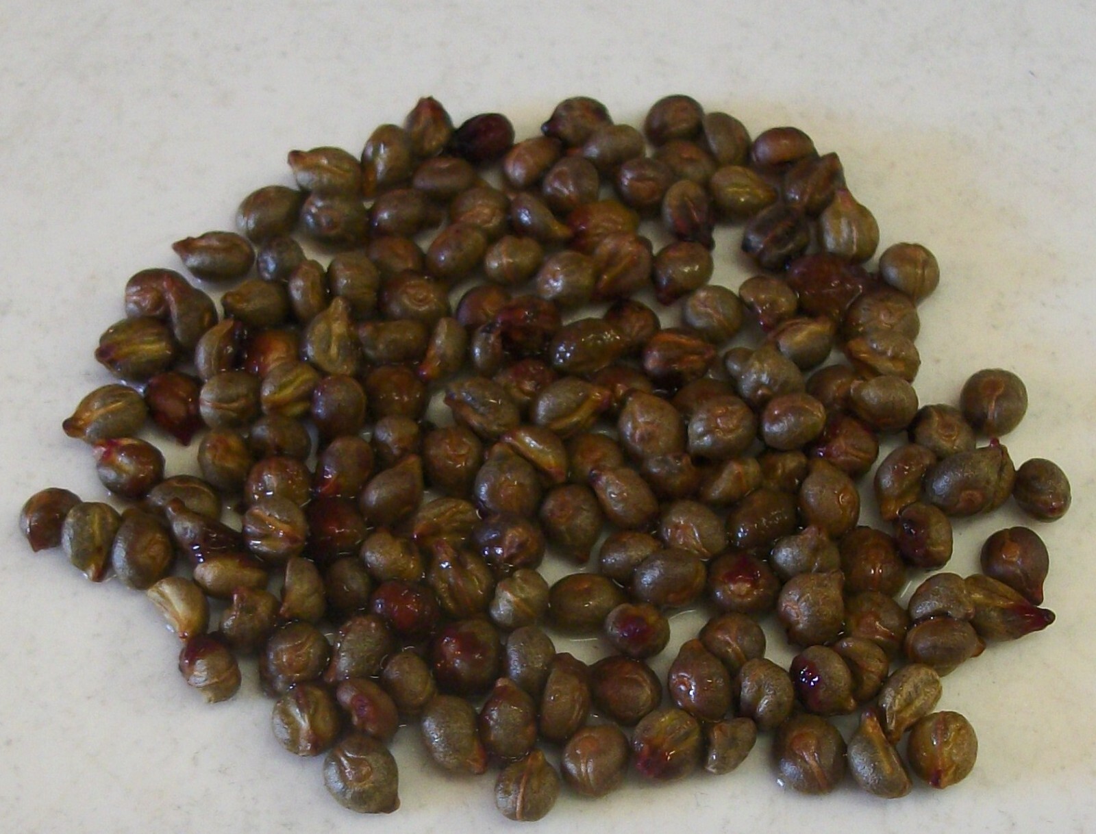 Native Possum Grape – 10 seeds – Vitis cinerea