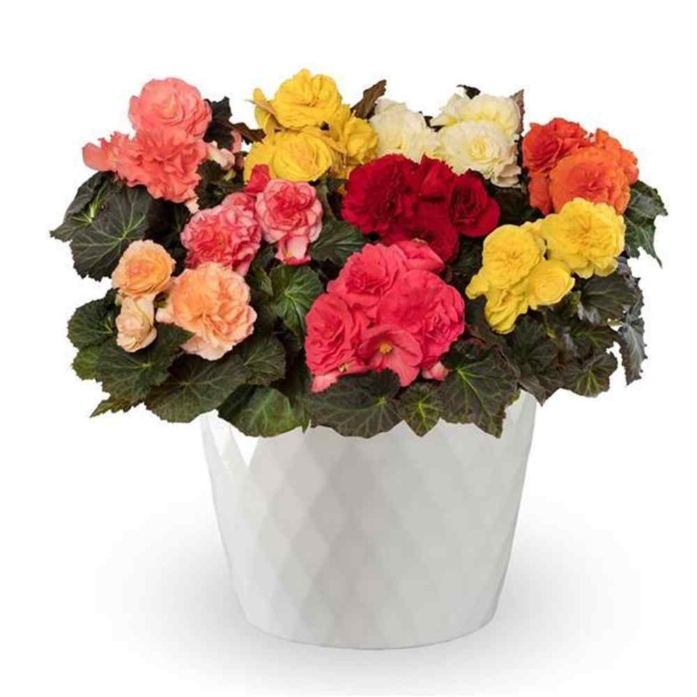 50 Seeds Limitless Begonia Garden Flower Seed Mix – Tuberous Begonias